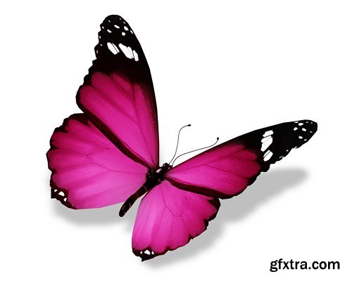 World of Butterfly - 25 UHQ JPEG