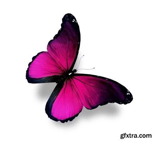 World of Butterfly - 25 UHQ JPEG