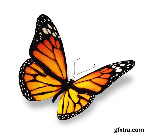 World of Butterfly - 25 UHQ JPEG