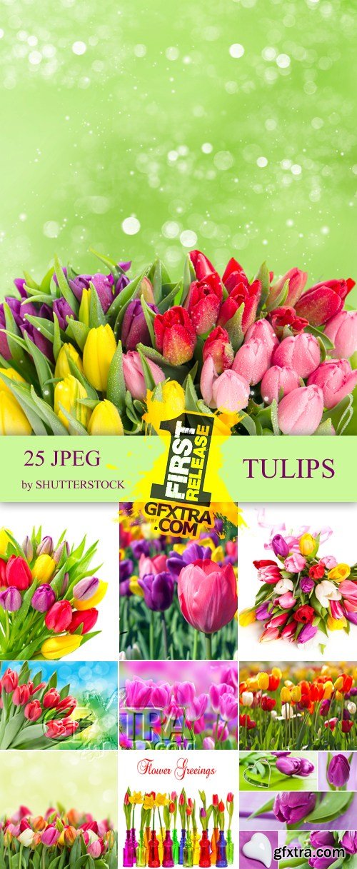 Stock Photo - Tulips