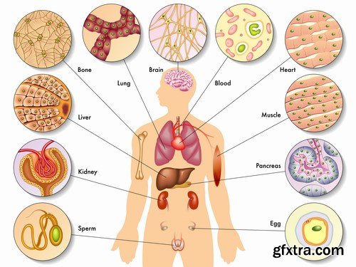 Medical Infographics - 25x EPS