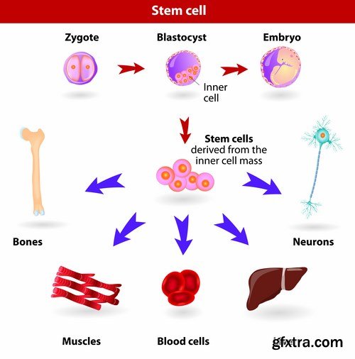 Medical Infographics - 25x EPS