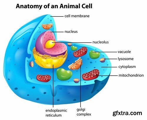 Medical Infographics - 25x EPS