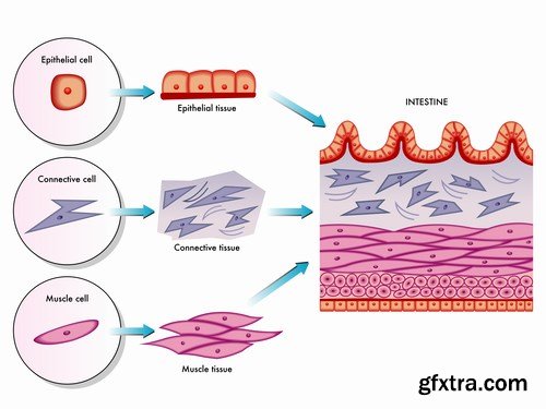 Medical Infographics - 25x EPS