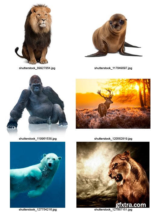 Amazing SS - Animals of the World (vol.2), 25xJPGs