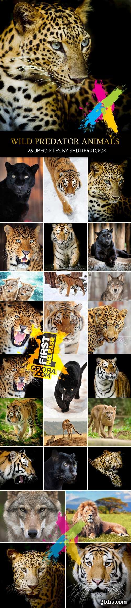 Stock Photo - Wild Predator Animals