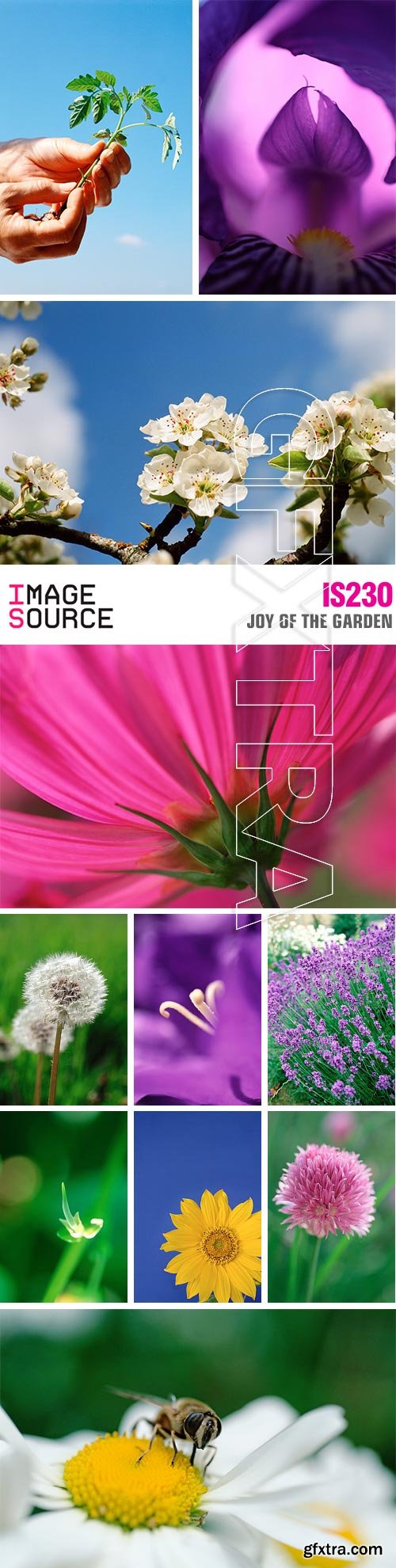 Image Source IS230 Joy of the Garden