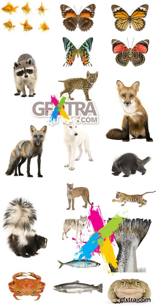 20 Animals and Insects Stock Photo