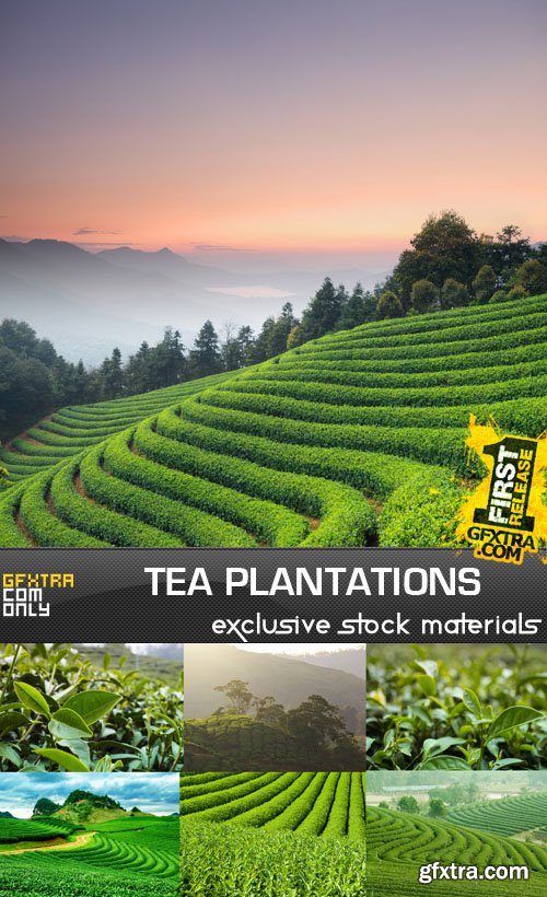 Tea Plantations, 25xUHQ JPEG