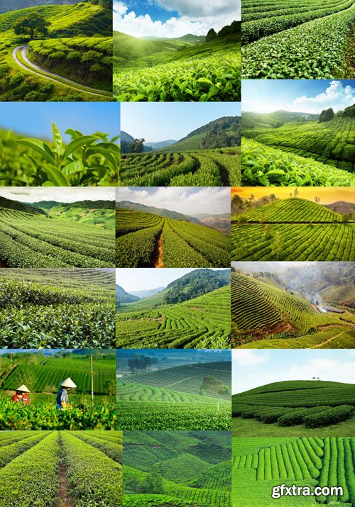 Tea Plantations, 25xUHQ JPEG