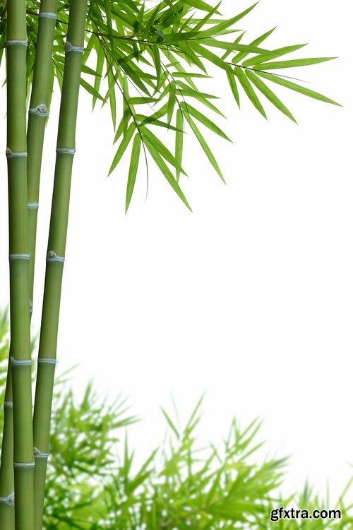 Bamboo Collection - 25x JPEGs