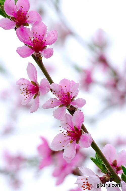 Spring blossom trees, 25xJPGs