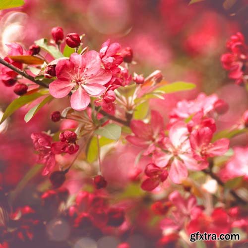 Spring blossom trees, 25xJPGs