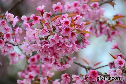 Spring blossom trees, 25xJPGs