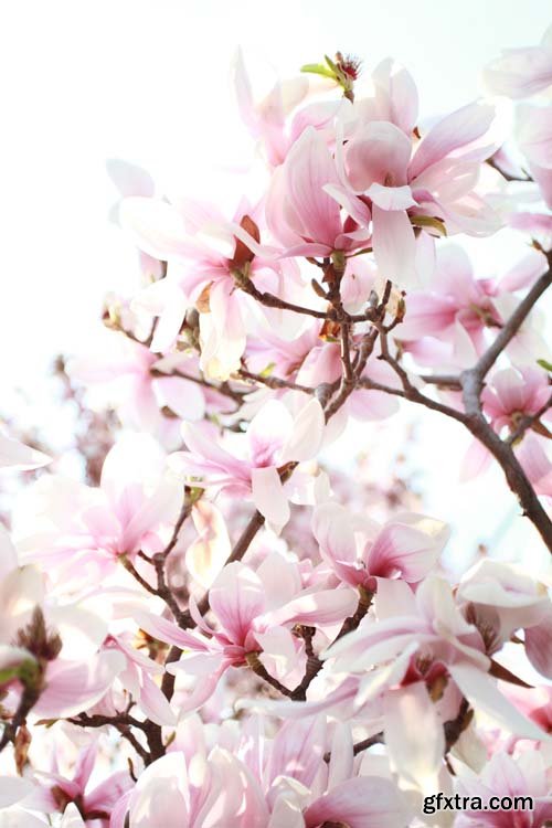 Spring blossom trees, 25xJPGs