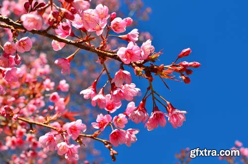 Spring blossom trees, 25xJPGs