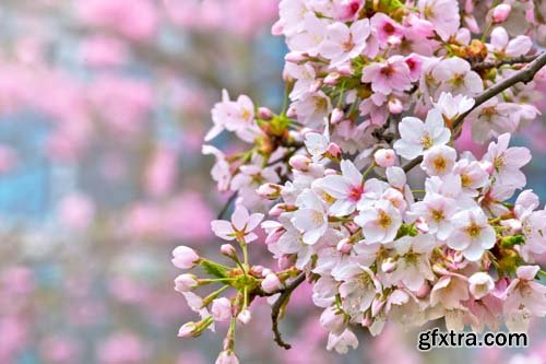 Spring blossom trees, 25xJPGs