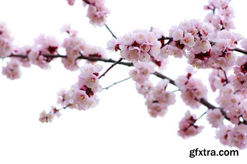 Spring blossom trees, 25xJPGs