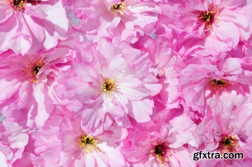 Spring blossom trees, 25xJPGs