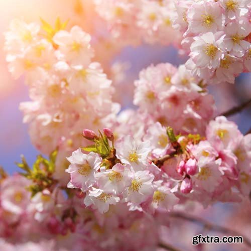 Spring blossom trees, 25xJPGs