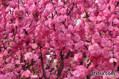 Spring blossom trees, 25xJPGs