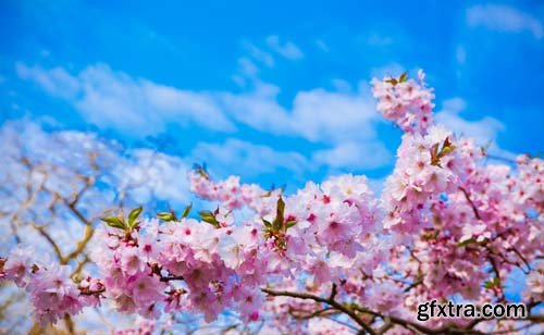 Spring blossom trees, 25xJPGs