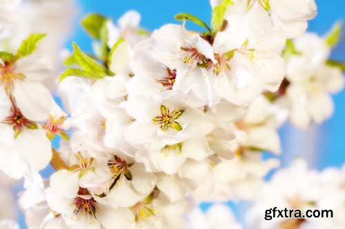 Spring blossom trees, 25xJPGs