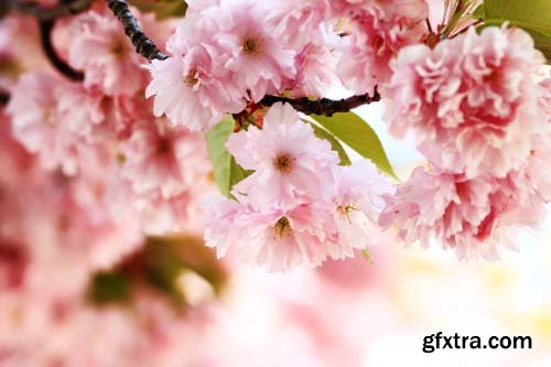 Spring blossom trees, 25xJPGs