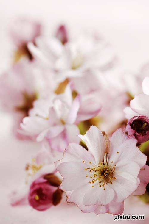 Spring blossom trees, 25xJPGs