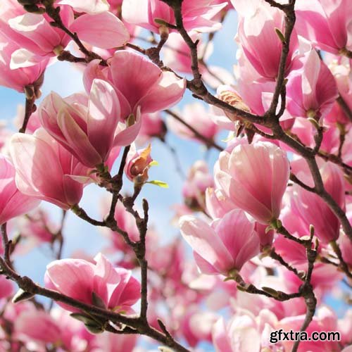 Spring blossom trees, 25xJPGs