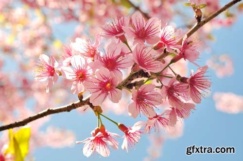 Spring blossom trees, 25xJPGs