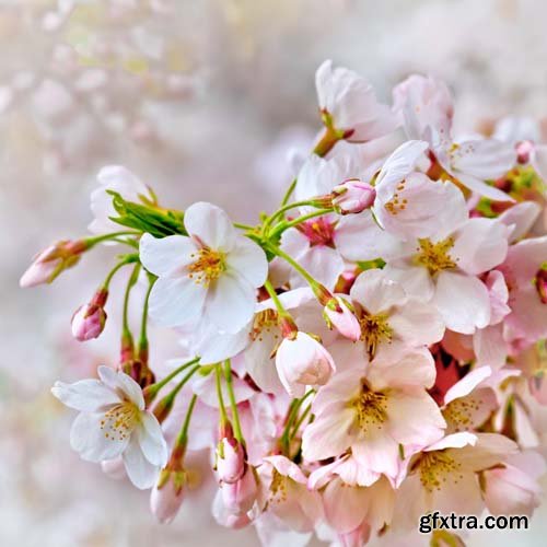 Spring blossom trees, 25xJPGs