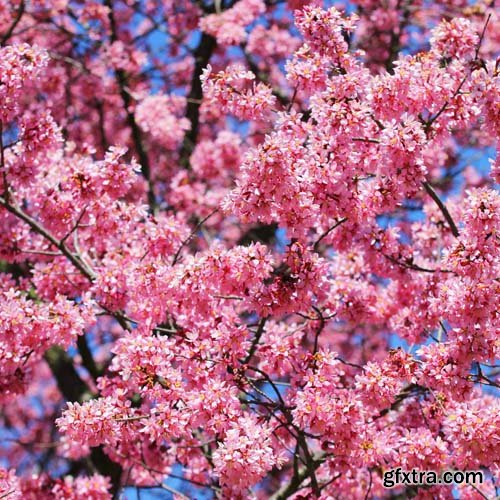 Spring blossom trees, 25xJPGs