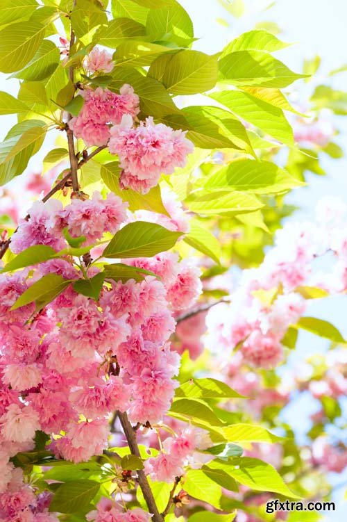 Spring blossom trees, 25xJPGs