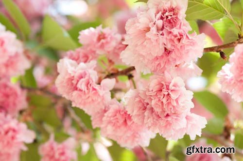 Spring blossom trees, 25xJPGs