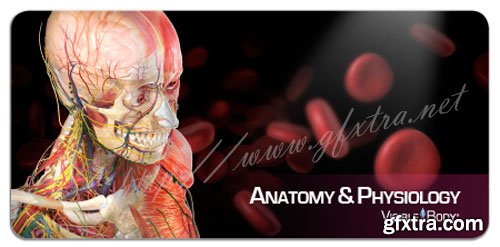 Visible Body - 500+ Interactive 3D Models - Anatomy And Physiology