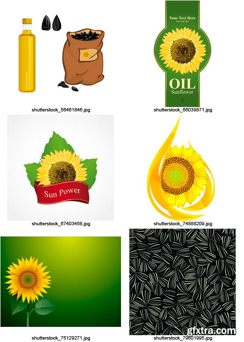 Amazing SS - Sunflower Oil, 25xEPS