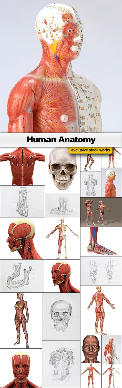 Human Anatomy - 25x JPEGs