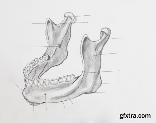 Human Anatomy - 25x JPEGs