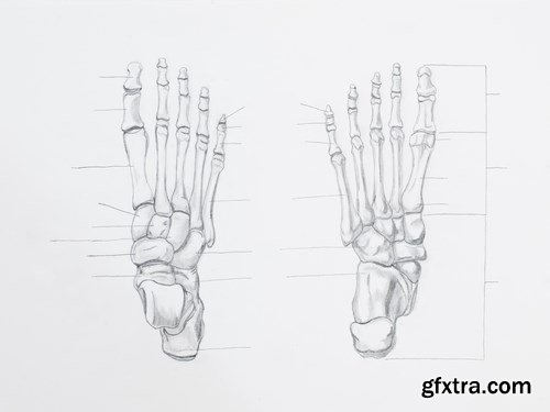 Human Anatomy - 25x JPEGs