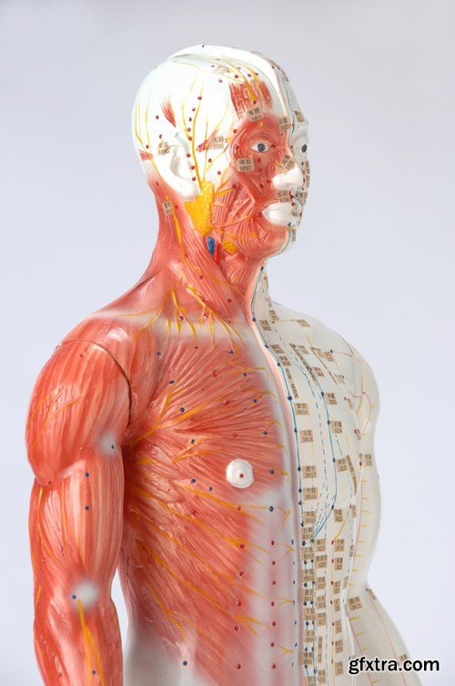 Human Anatomy - 25x JPEGs