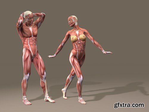 Human Anatomy - 25x JPEGs