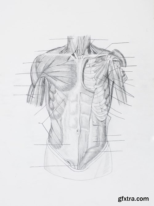 Human Anatomy - 25x JPEGs