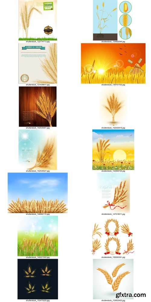 Stock Vectors - Wheat, 25xEps