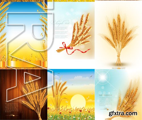 Stock Vectors - Wheat, 25xEps