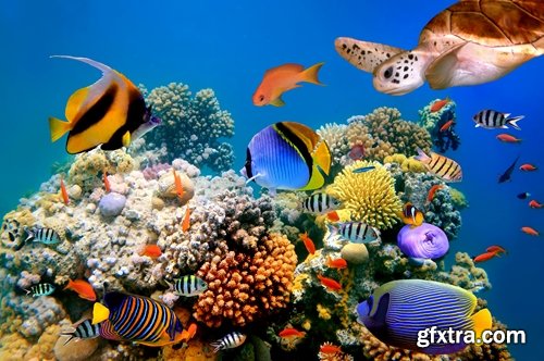 Aquarium fish - 25 HQ Jpg