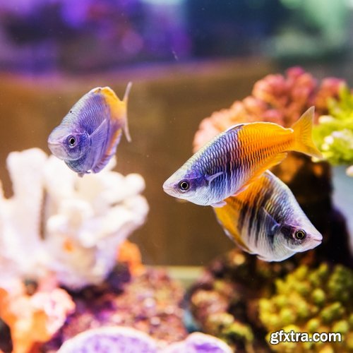 Aquarium fish - 25 HQ Jpg