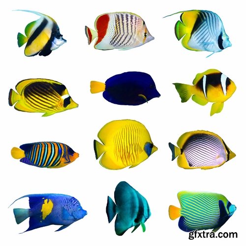 Aquarium fish - 25 HQ Jpg