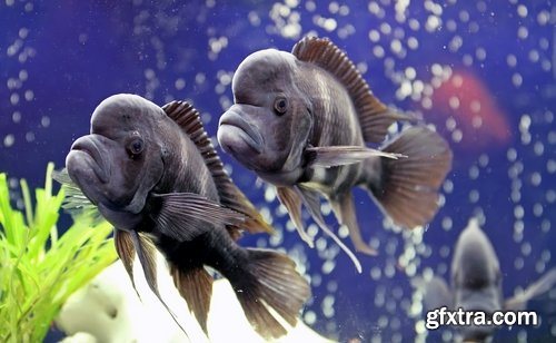 Aquarium fish - 25 HQ Jpg