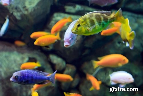 Aquarium fish - 25 HQ Jpg